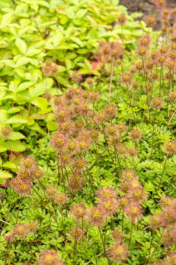 Saint Gallen, İsviçre, 23 Haziran 2024 Acaena Fissistipula bitkisi botanik bahçesinde.