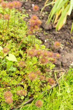 Saint Gallen, İsviçre, 23 Haziran 2024 Acaena Fissistipula bitkisi botanik bahçesinde.