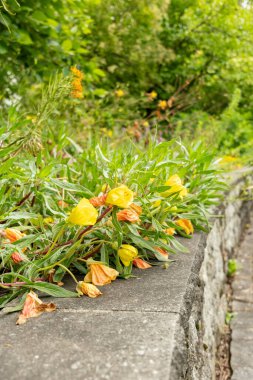 Saint Gallen, Switzerland, June 23, 2024 Oenothera Macrocarpa or Missouri primrose plant at the botanical garden clipart