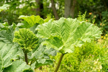 Saint Gallen, İsviçre, 23 Haziran 2024 Gunnera Manicata veya botanik bahçesindeki Brezilya devi ravent bitkisi