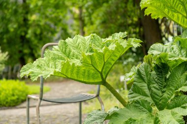 Saint Gallen, İsviçre, 23 Haziran 2024 Gunnera Manicata veya botanik bahçesindeki Brezilya devi ravent bitkisi