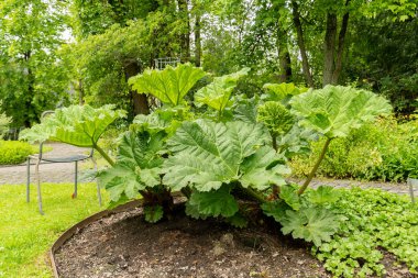 Saint Gallen, Switzerland, June 23, 2024 Gunnera Manicata or brazilian giant rhubarb plant at the botanical garden clipart