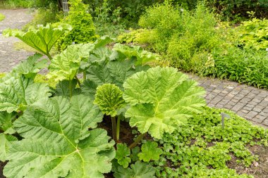 Saint Gallen, Switzerland, June 23, 2024 Gunnera Manicata or brazilian giant rhubarb plant at the botanical garden clipart