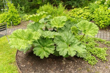 Saint Gallen, İsviçre, 23 Haziran 2024 Gunnera Manicata veya botanik bahçesindeki Brezilya devi ravent bitkisi