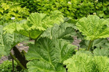 Saint Gallen, İsviçre, 23 Haziran 2024 Gunnera Manicata veya botanik bahçesindeki Brezilya devi ravent bitkisi