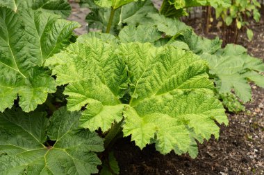 Saint Gallen, Switzerland, June 23, 2024 Gunnera Manicata or brazilian giant rhubarb plant at the botanical garden clipart