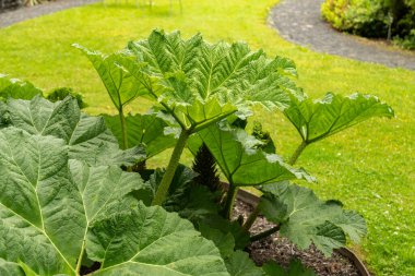 Saint Gallen, İsviçre, 23 Haziran 2024 Gunnera Manicata veya botanik bahçesindeki Brezilya devi ravent bitkisi