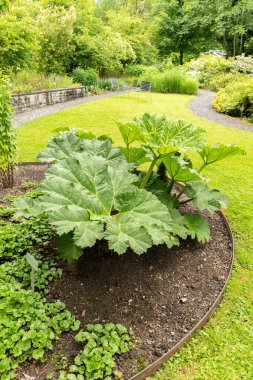 Saint Gallen, İsviçre, 23 Haziran 2024 Gunnera Manicata veya botanik bahçesindeki Brezilya devi ravent bitkisi