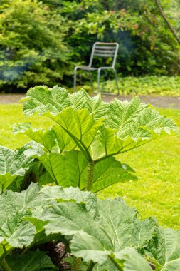 Saint Gallen, Switzerland, June 23, 2024 Gunnera Manicata or brazilian giant rhubarb plant at the botanical garden clipart