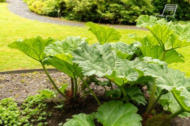 Saint Gallen, Switzerland, June 23, 2024 Gunnera Manicata or brazilian giant rhubarb plant at the botanical garden clipart