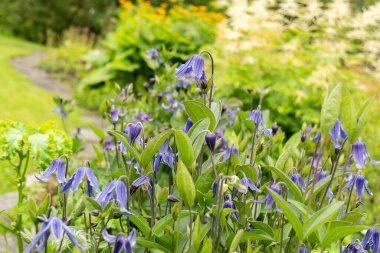 Saint Gallen, İsviçre, 23 Haziran 2024 Clematis Integrifolia bitkisi botanik bahçesinde.