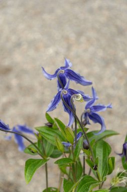 Saint Gallen, İsviçre, 23 Haziran 2024 Clematis Integrifolia bitkisi botanik bahçesinde.