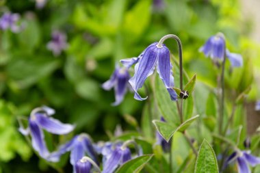 Saint Gallen, İsviçre, 23 Haziran 2024 Clematis Integrifolia bitkisi botanik bahçesinde.