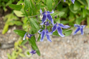 Saint Gallen, İsviçre, 23 Haziran 2024 Clematis Integrifolia bitkisi botanik bahçesinde.