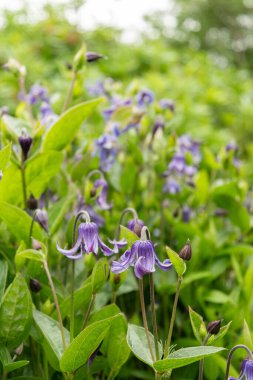 Saint Gallen, İsviçre, 23 Haziran 2024 Clematis Integrifolia bitkisi botanik bahçesinde.