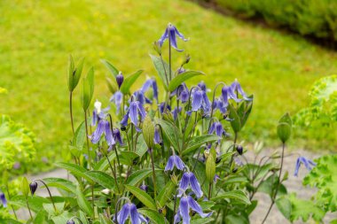Saint Gallen, İsviçre, 23 Haziran 2024 Clematis Integrifolia bitkisi botanik bahçesinde.