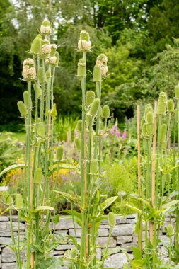 Saint Gallen, İsviçre, 23 Haziran 2024 Dipsacus Sativus bitkisi botanik bahçesinde