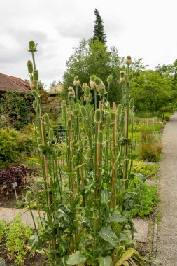 Saint Gallen, İsviçre, 23 Haziran 2024 Dipsacus Sativus bitkisi botanik bahçesinde