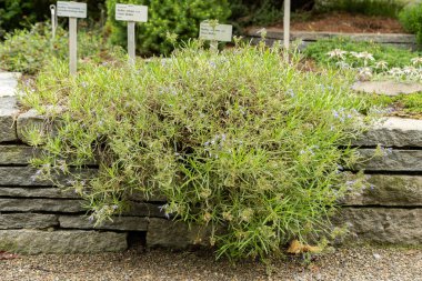 Saint Gallen, İsviçre, 23 Haziran 2024 Moltkia Coerulea bitkisi botanik bahçesinde.