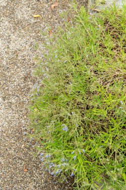 Saint Gallen, İsviçre, 23 Haziran 2024 Moltkia Coerulea bitkisi botanik bahçesinde.