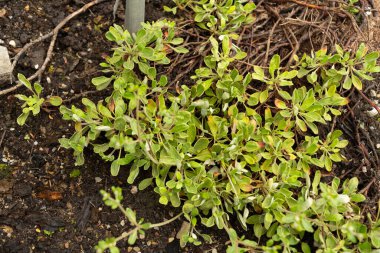 Saint Gallen, İsviçre, 23 Haziran 2024 Eriogonum Flavum bitkisi botanik bahçesinde.