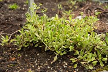 Saint Gallen, İsviçre, 23 Haziran 2024 Eriogonum Flavum bitkisi botanik bahçesinde.