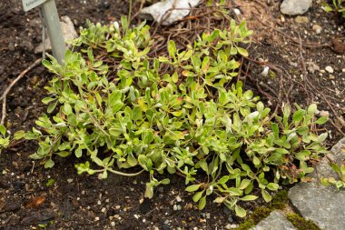 Saint Gallen, İsviçre, 23 Haziran 2024 Eriogonum Flavum bitkisi botanik bahçesinde.