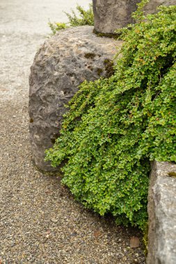 Saint Gallen, İsviçre, 23 Haziran 2024 Cotoneaster Adpressus veya botanik bahçesindeki sürünen kronometre fabrikası