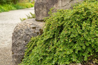 Saint Gallen, İsviçre, 23 Haziran 2024 Cotoneaster Adpressus veya botanik bahçesindeki sürünen kronometre fabrikası