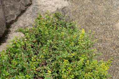 Saint Gallen, İsviçre, 23 Haziran 2024 Cotoneaster Adpressus veya botanik bahçesindeki sürünen kronometre fabrikası