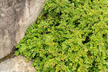 Saint Gallen, İsviçre, 23 Haziran 2024 Cotoneaster Adpressus veya botanik bahçesindeki sürünen kronometre fabrikası