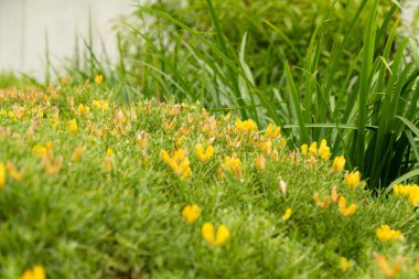 Saint Gallen, İsviçre, 23 Haziran 2024 Genista Horrida bitkisi botanik bahçesinde.