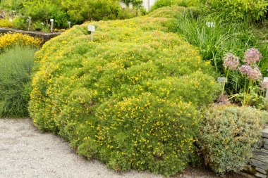 Saint Gallen, İsviçre, 23 Haziran 2024 Genista Horrida bitkisi botanik bahçesinde.