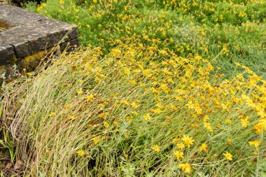 Saint Gallen, İsviçre, 23 Haziran 2024 Eriophyllum Lanatum veya botanik bahçesindeki tüylü ayçiçeği