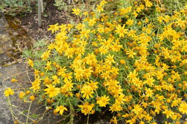 Saint Gallen, İsviçre, 23 Haziran 2024 Eriophyllum Lanatum veya botanik bahçesindeki tüylü ayçiçeği