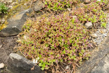 Saint Gallen, İsviçre, 23 Haziran 2024 Gypthe Cerastioides veya botanik bahçesindeki civciv otu bebek nefesi bitkisi