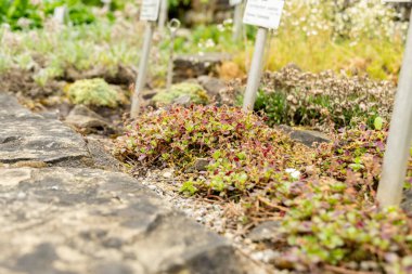 Saint Gallen, İsviçre, 23 Haziran 2024 Gypthe Cerastioides veya botanik bahçesindeki civciv otu bebek nefesi bitkisi