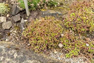 Saint Gallen, İsviçre, 23 Haziran 2024 Gypthe Cerastioides veya botanik bahçesindeki civciv otu bebek nefesi bitkisi