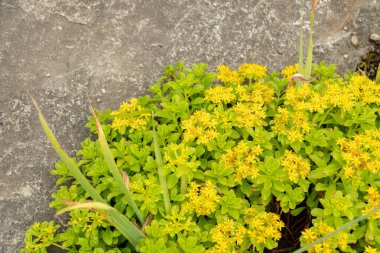 Saint Gallen, İsviçre, 23 Haziran 2024 Phedimus Aizoon bitkisi botanik bahçesinde.