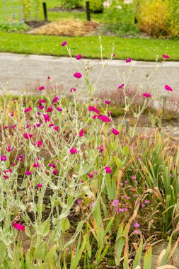 Saint Gallen, İsviçre, 23 Haziran 2024 Silene Coronaria veya botanik bahçesindeki gül kampı