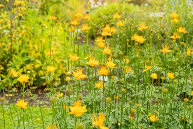 Saint Gallen, İsviçre, 23 Haziran 2024 Trollius Asiaticus veya botanik bahçesindeki Asya yerçiçeği