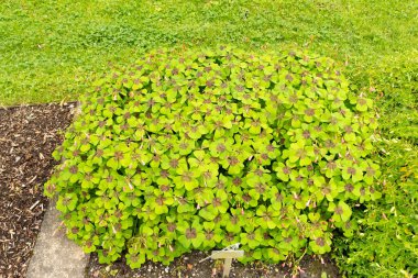 Saint Gallen, İsviçre, 23 Haziran 2024 Oxalis Tetraphylla veya botanik bahçesindeki şanslı yonca bitkisi