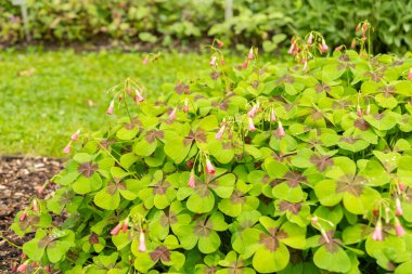 Saint Gallen, Switzerland, June 23, 2024 Oxalis Tetraphylla or lucky clover plant at the botanical garden clipart