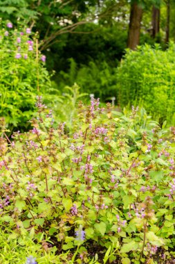 Saint Gallen, İsviçre, 23 Haziran 2024 Lamium Maculatum veya botanik bahçesindeki benekli tavuk bitkisi