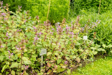 Saint Gallen, İsviçre, 23 Haziran 2024 Lamium Maculatum veya botanik bahçesindeki benekli tavuk bitkisi