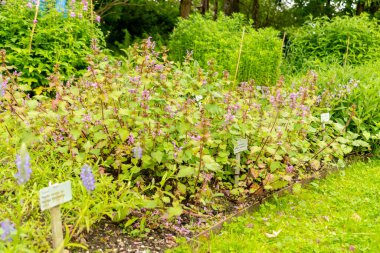 Saint Gallen, İsviçre, 23 Haziran 2024 Lamium Maculatum veya botanik bahçesindeki benekli tavuk bitkisi