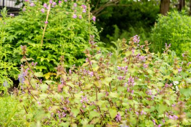 Saint Gallen, İsviçre, 23 Haziran 2024 Lamium Maculatum veya botanik bahçesindeki benekli tavuk bitkisi