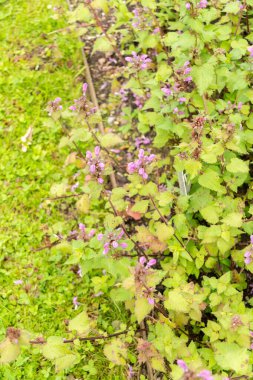 Saint Gallen, İsviçre, 23 Haziran 2024 Lamium Maculatum veya botanik bahçesindeki benekli tavuk bitkisi