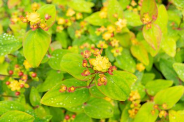 Saint Gallen, Switzerland, June 23, 2024 Hypericum Androsaemum or tutsan plant at the botanical garden clipart