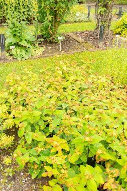 Saint Gallen, İsviçre, 23 Haziran 2024 Hypericum Androsaemum veya tutsan bitkisi botanik bahçesinde.